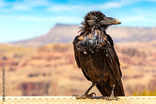 Black Raven at Grand Canyon