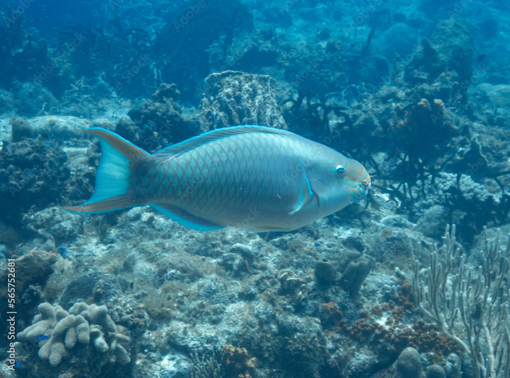 Fototapeta premium Queen Parrotfish