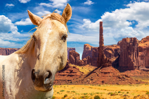 Horse at Monument Valley  Arizona  USA