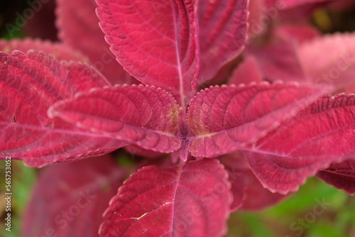 Purple leaves of Perilla frutescens in the garden