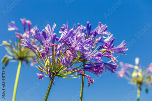 Agapanthus africanus or African lily flower