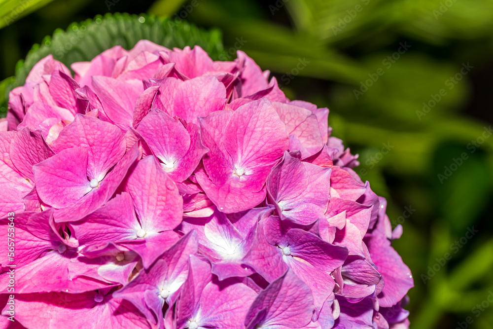 Blooming cultivar bigleaf hydrangea (Hydrangea macrophylla 'Endless Summer') in the summer garden Blooming cultivar bigleaf hydrangea (Hydrangea macrophylla 'Endless Summer') in the summer garden