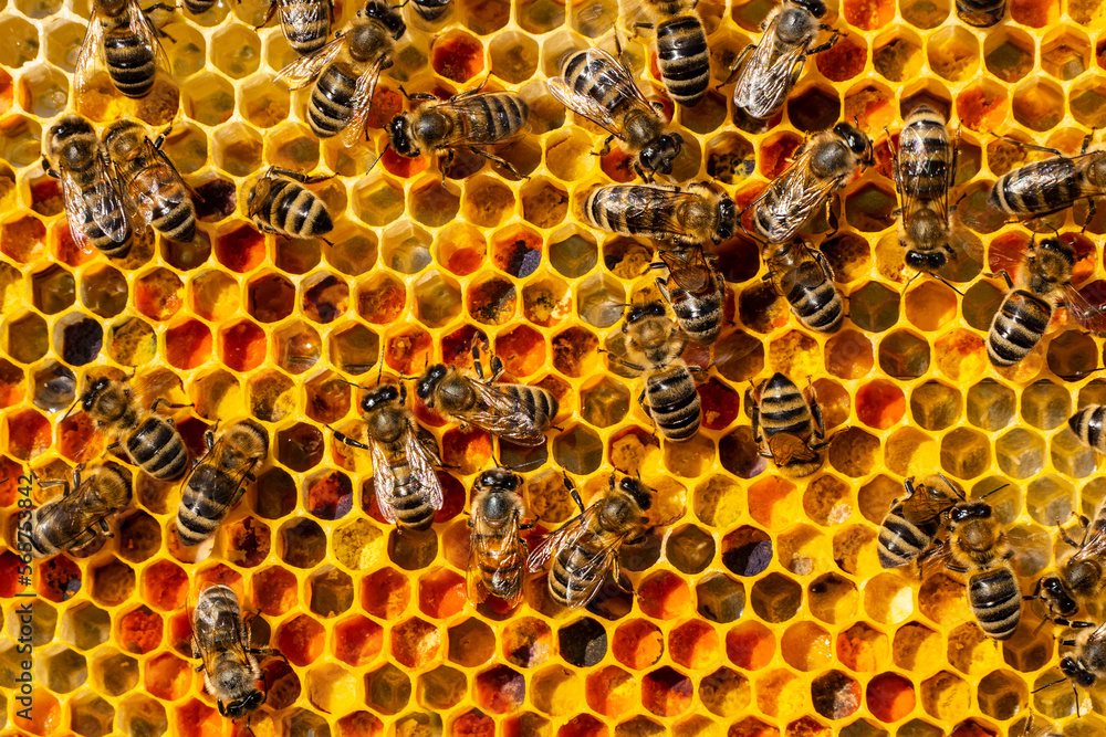 Flower pollen, nectar and honey in comb. Color harmony. Unparalleled beauty in the bee ult. Flower pollen, nectar and honey in comb. Color harmony. Unparalleled beauty in the bee ult.