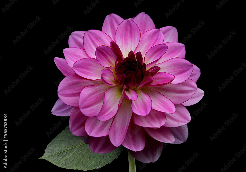 Pink Dahlia Flower Isolated on black background. Beautiful ornamental blooming garden plant Pink Dahlia Flower Isolated on black background. Beautiful ornamental blooming garden plant
