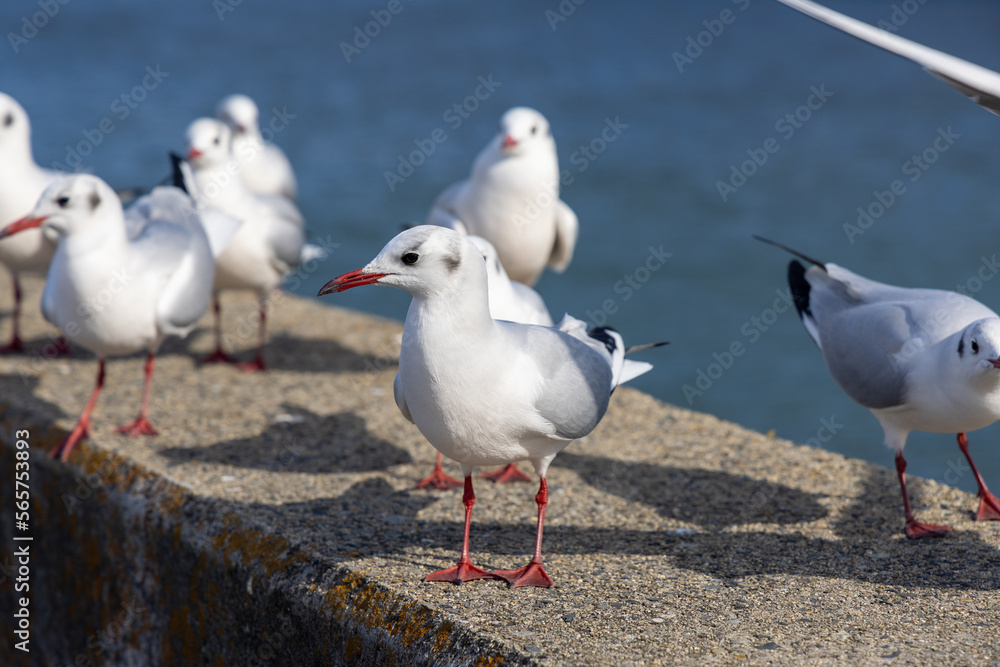 日本の岡山県の児島湾のユリカモメ