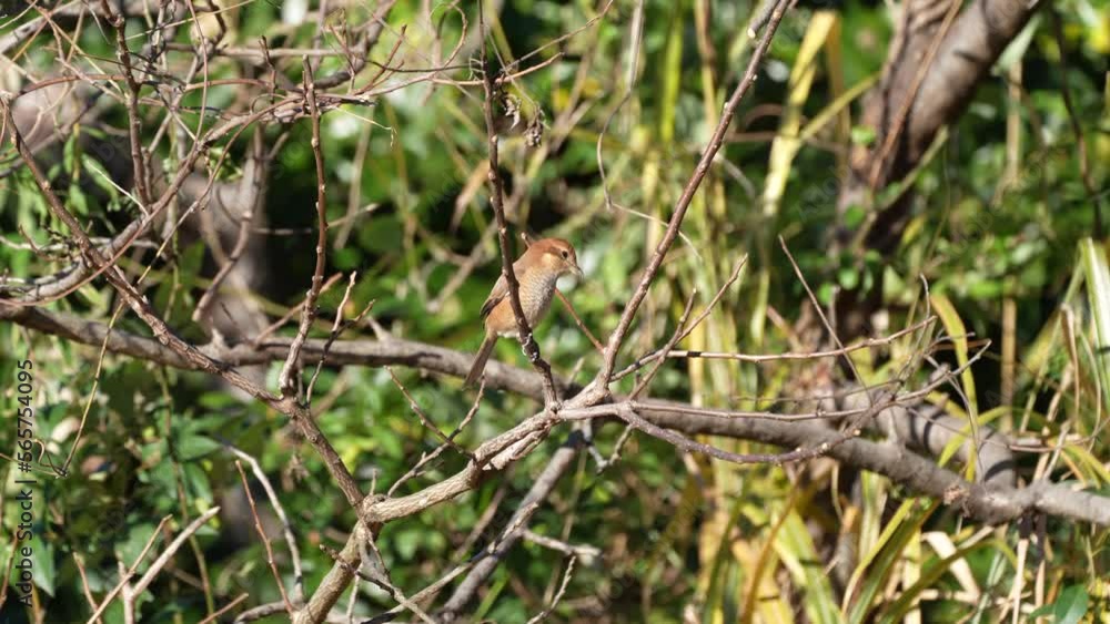 bull headed shrike on a perch bull headed shrike on a perch