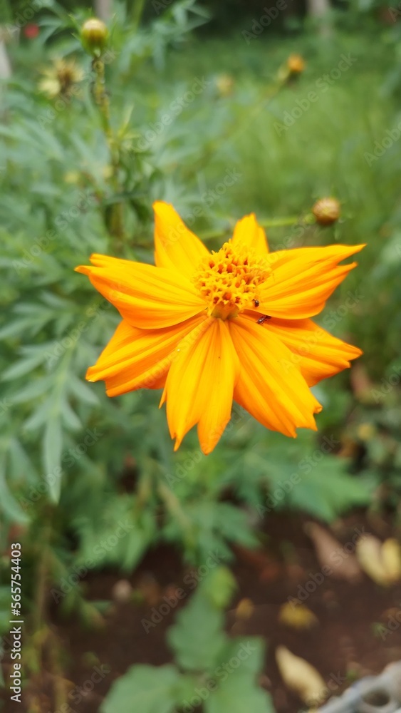 Fototapeta premium orange flower in the garden