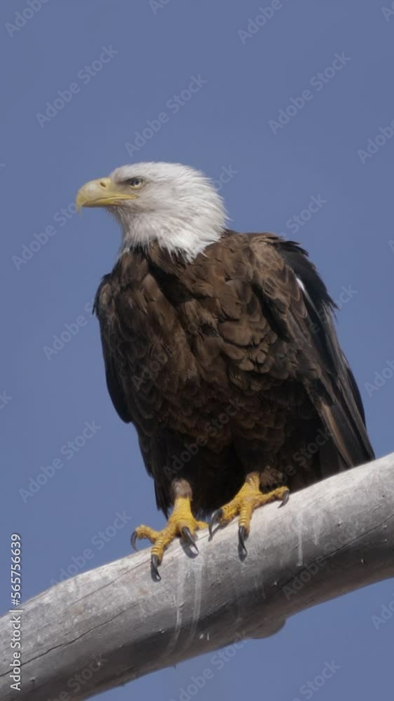 Vertical Video Bald Eagle Perched and Looking Around Vertical Video Bald Eagle Perched and Looking Around