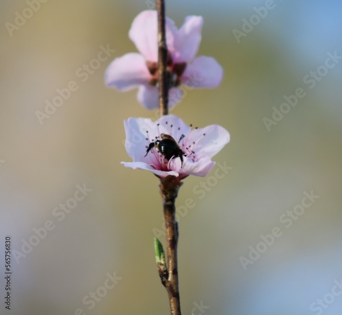 Bee on Peach flower