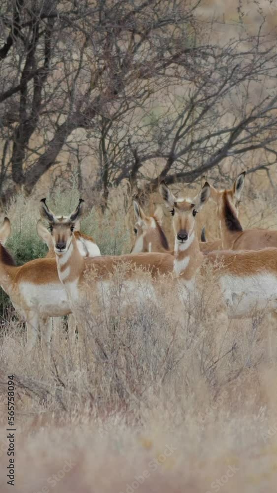 Vertical Video Herd of Pronghorn Antelope in Central Arizona Vertical Video Herd of Pronghorn Antelope in Central Arizona