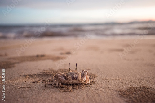 A sand crab looks out over the Andaman Sea in southern Thailand.