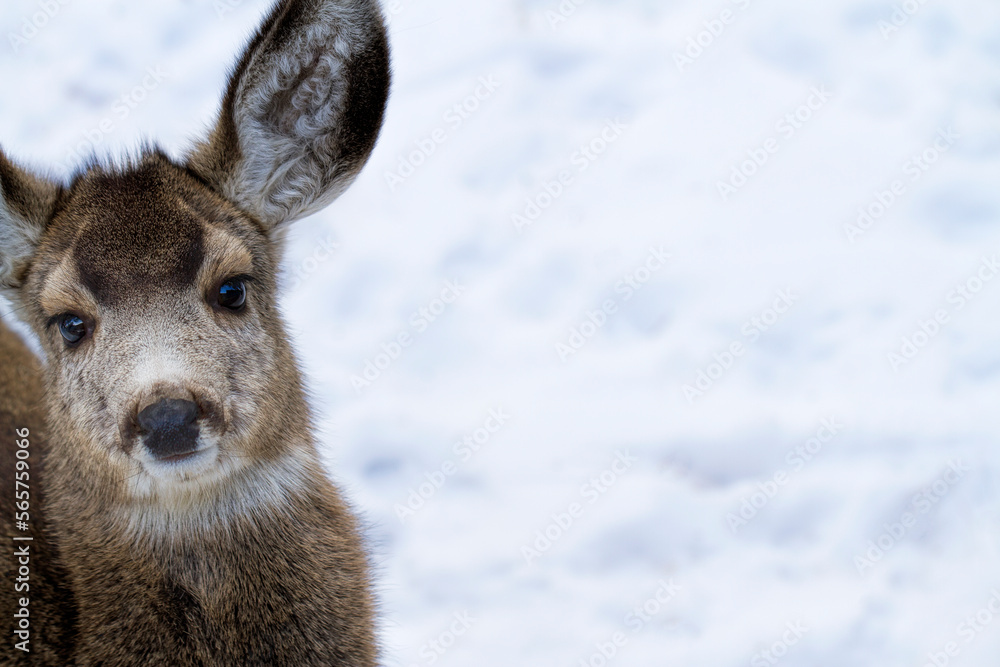 Fototapeta premium Young fawn deer in the white snow, with room for text and copy space in the background