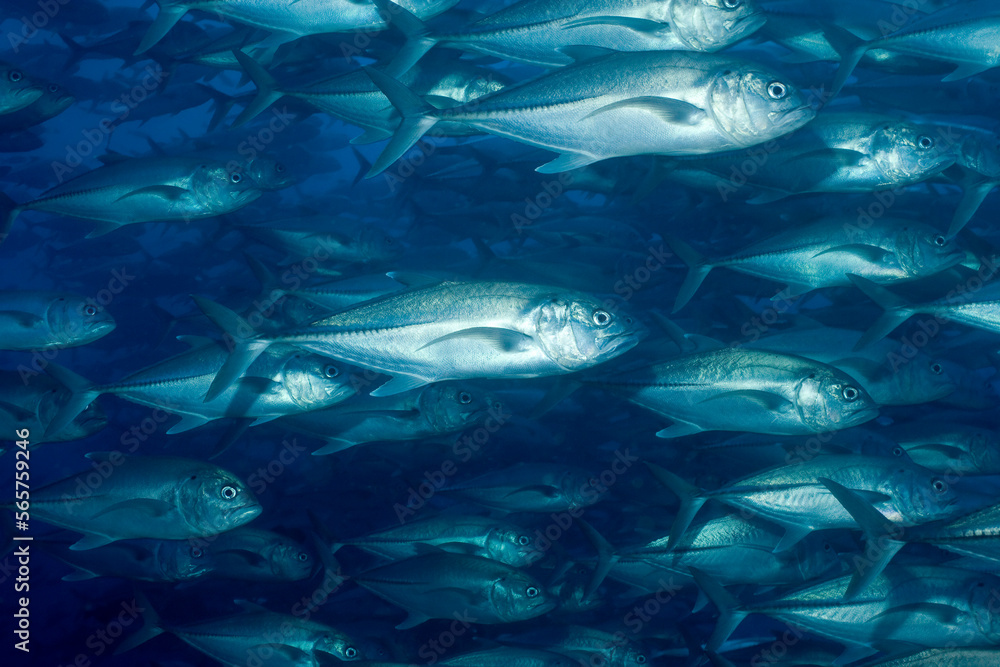 Massive school of Bigeye jack (Caranx sexfasciatus), Galapagos Islands Massive school of Bigeye jack (Caranx sexfasciatus), Galapagos Islands