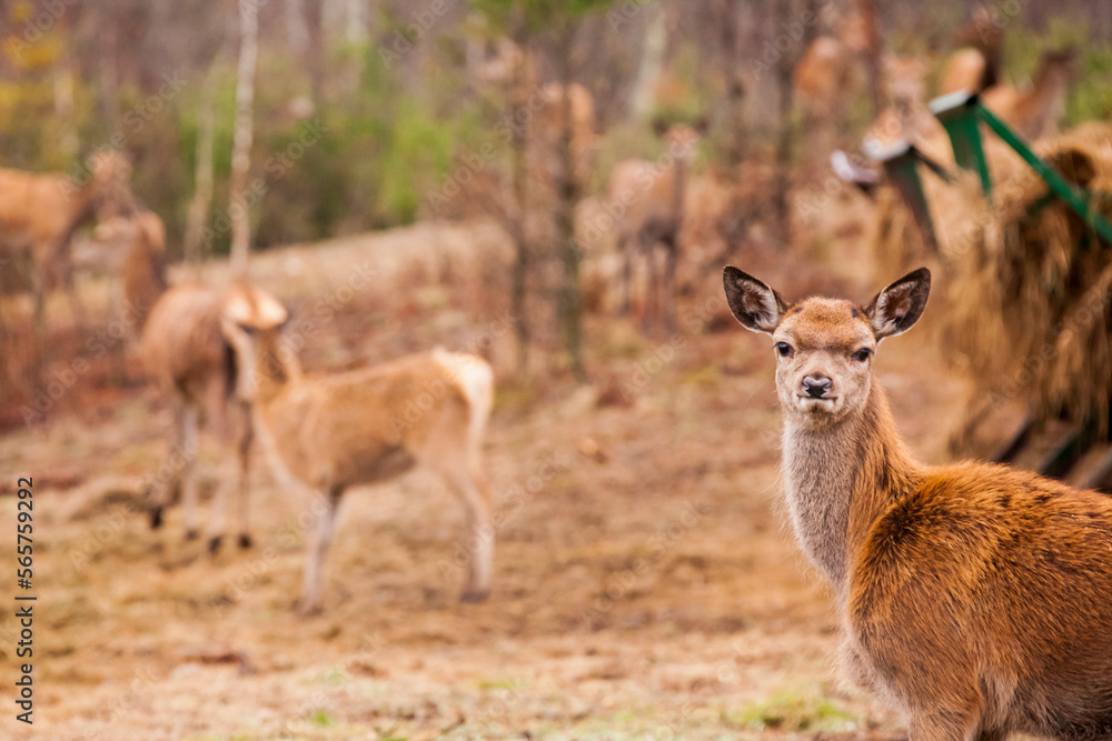 Red deer (Cervus elaphus) doe looking at camera, West Newfield, Maine, USA Red deer (Cervus elaphus) doe looking at camera, West Newfield, Maine, USA