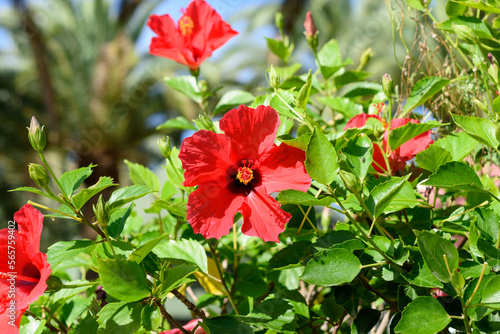 Bright red hibiscus flower in the tropical garden with copy space for text. Selective focus