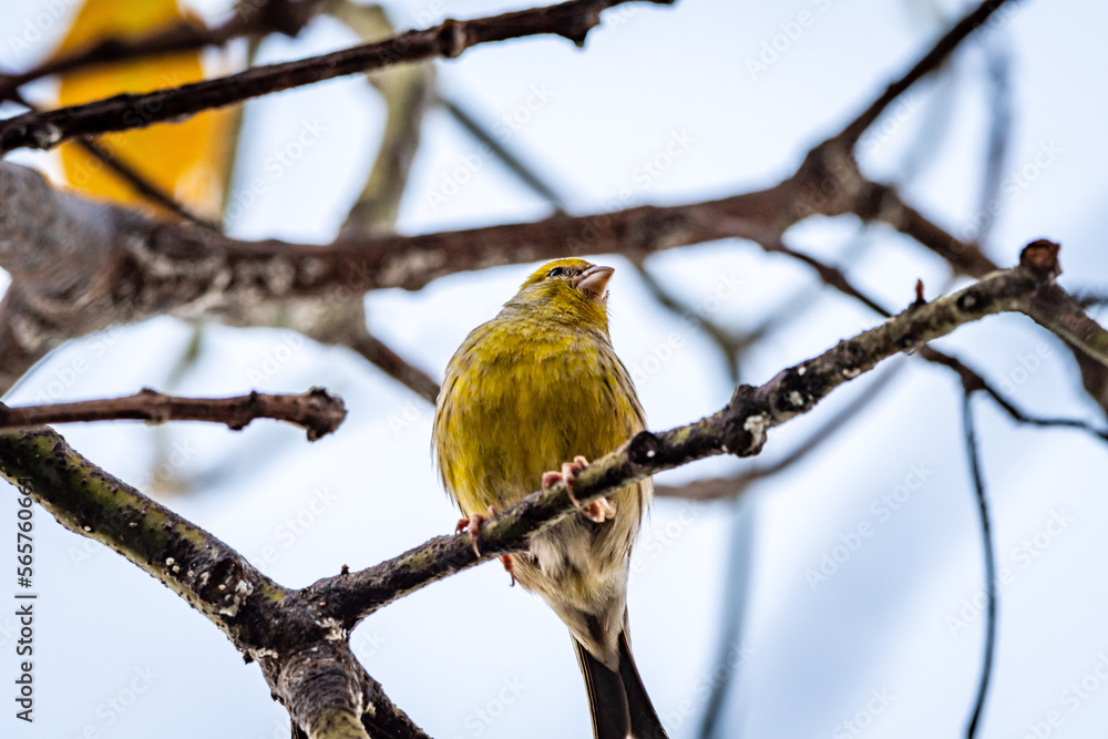 Fototapeta premium Pájaro amarillo posado en la rama de un aguacatero.