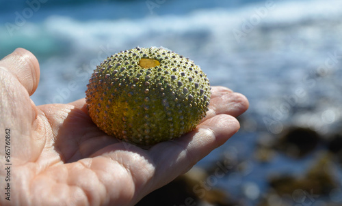 Test (shell) of Purple sea urchin (Paracentrotus lividus) on the hand on a blurred ocean water background in Tenerife,Canary Islands,Spain. photo