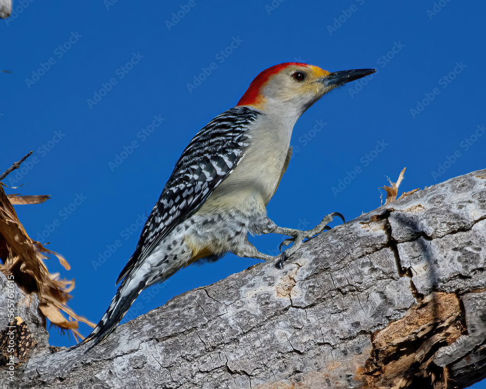 Fototapeta premium woodpecker hopping on a tree