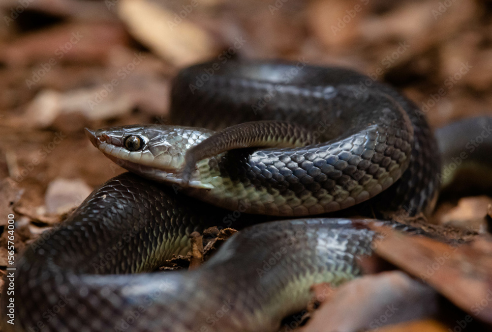 Big-nosed snake found resting on the forest floor Big-nosed snake found resting on the forest floor