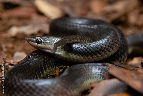 Big-nosed snake found resting on the forest floor