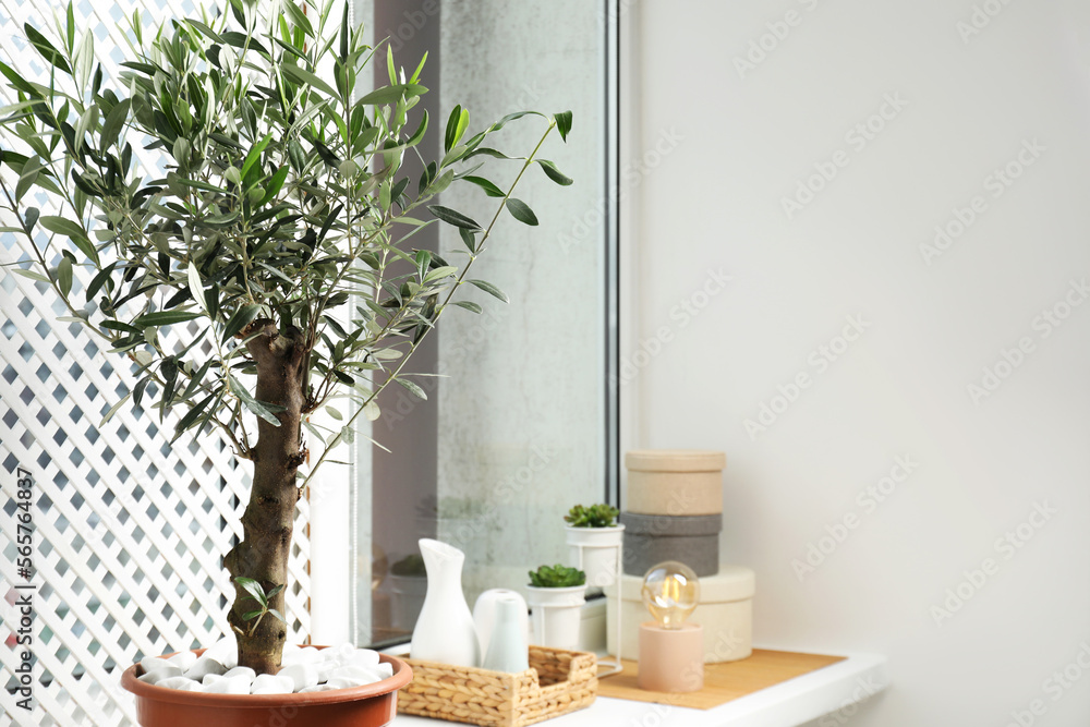 Beautiful potted olive tree and stylish accessories on window sill indoors Beautiful potted olive tree and stylish accessories on window sill indoors