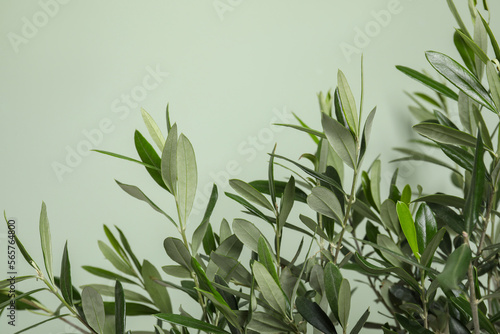 Closeup view of olive tree on light green background