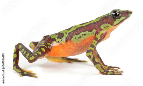 Harlequin frog