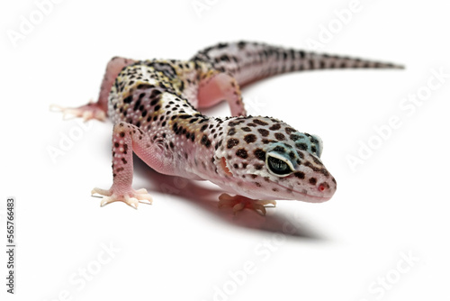 Leopard gecko lizard isolated on white background, reptile with beautiful skin,  sunglow leopard gecko, eublepharis macularius, animals close up