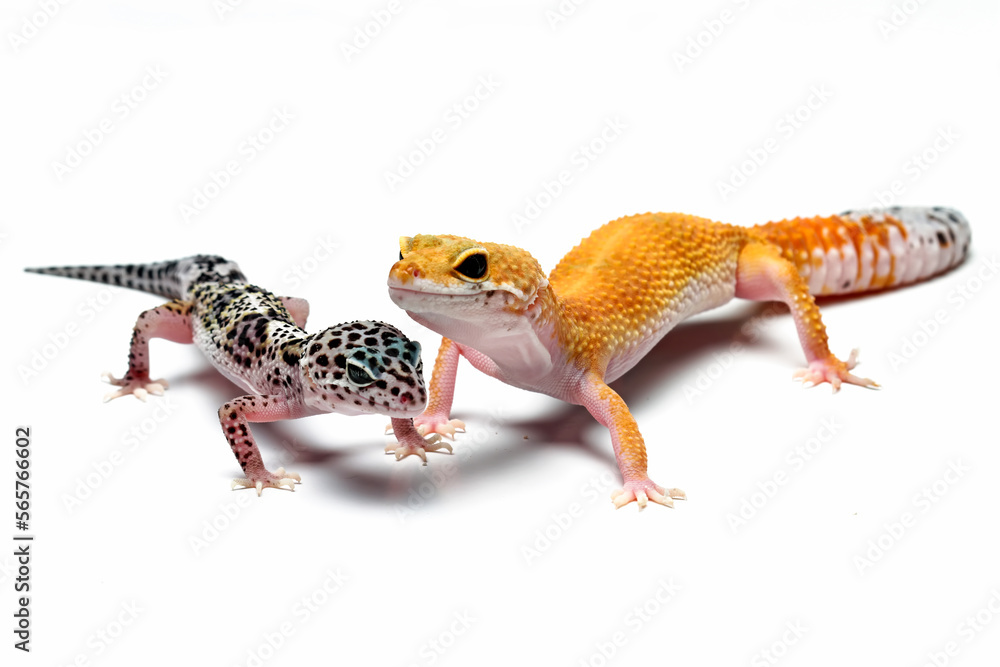 Two different morph types of leopard gecko isolated on white background ...