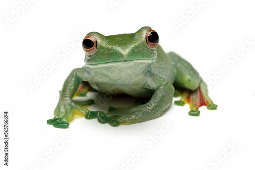 Jade tree frog isolated on white background  Rhacophorus dulitensis  animal closeup