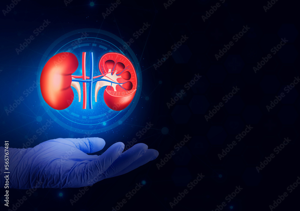 Nephrology, medical care for kidney problems. Kidneys isolated on light