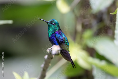 Hummingbird from the rain forest of Ecuador