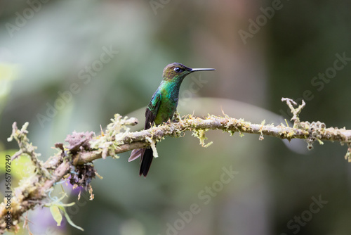 Hummingbird from the rain forest of Ecuador