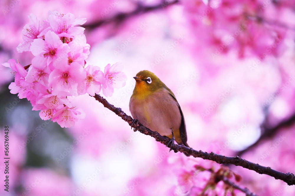 美しい桜と可愛いメジロ