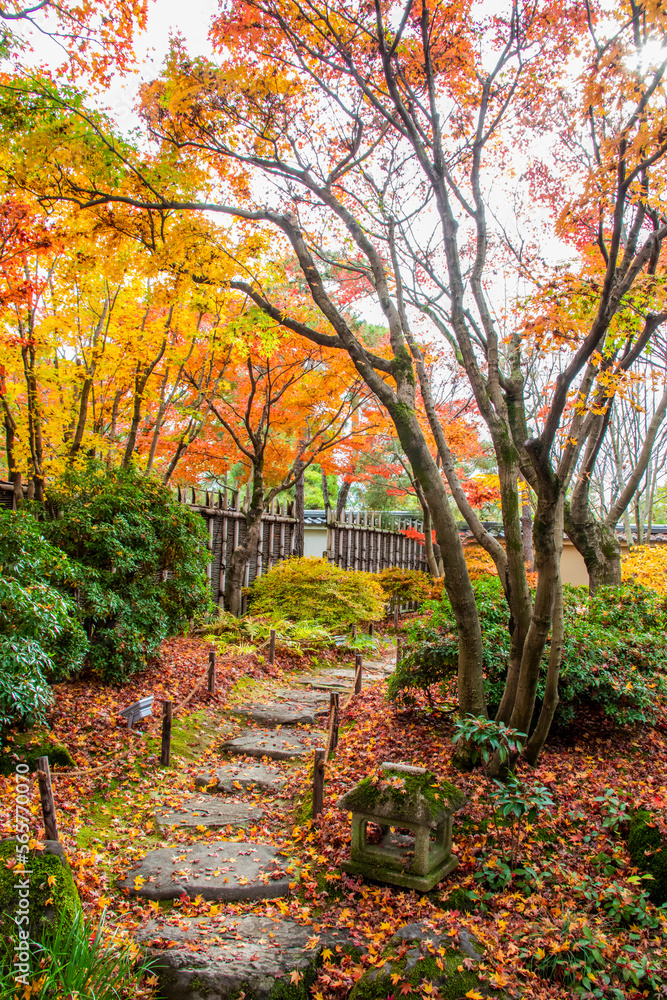 the autumn view of one gardern in Kokoen, is a relatively recently constructed Japanese style garden,  it is next to Himeji Castle Hyogo Prefecture Japan. 