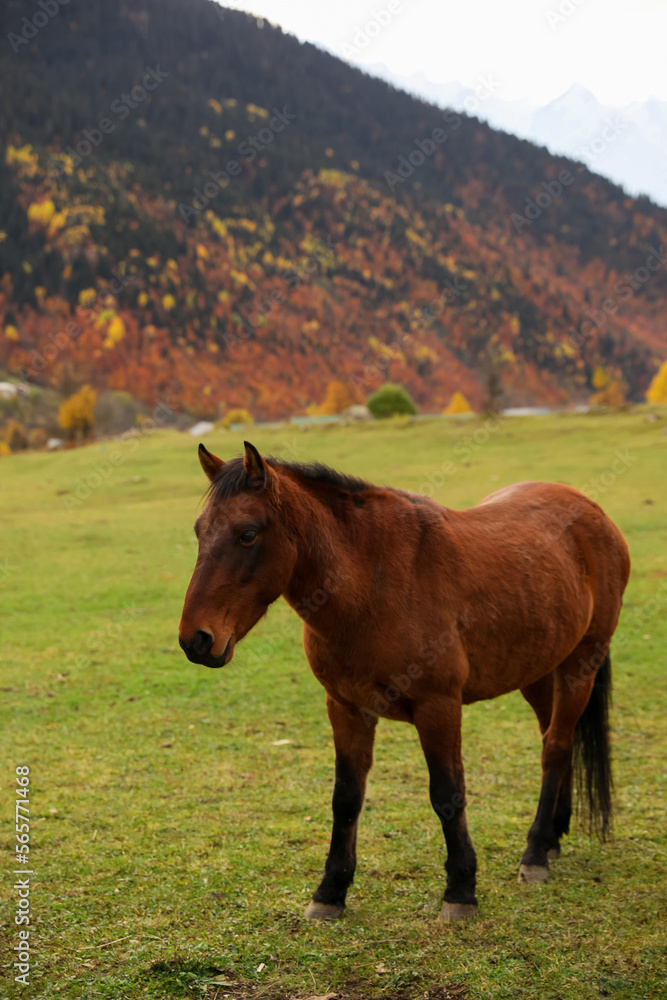 Fototapeta premium Brown horse in mountains on sunny day. Beautiful pet
