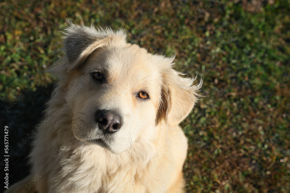 Adorable dog sitting on green grass, above view