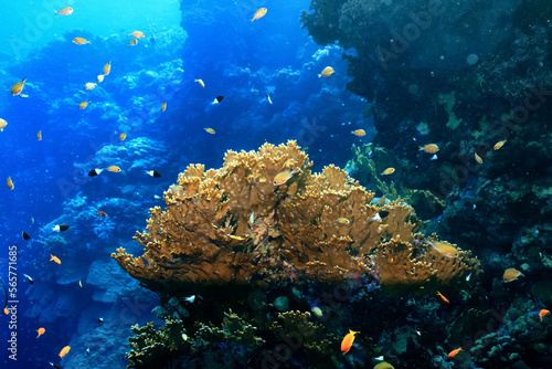 coral reef wallpaper background ocean tropical ecosystem underwater