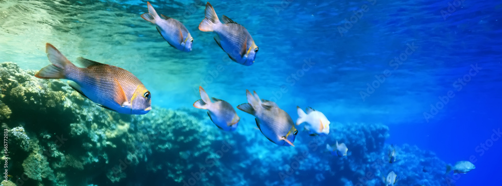 tropical fish on a coral reef underwater wildlife tropical fish on a coral reef underwater wildlife