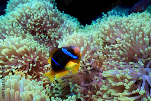 clown fish red sea  underwater reef anemone
