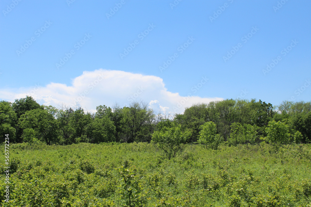 Restored tallgrass prairie at Wayside Woods with clouds and blue sky in Morton Grove, Illinois