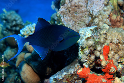 Fototapeta Naklejka Na Ścianę i Meble -  tropical fish on a coral reef underwater wildlife