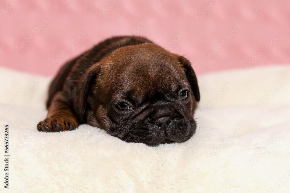 Cute sleepy puppy of french dog lying down on fur blanket Cute sleepy puppy of french dog lying down on fur blanket