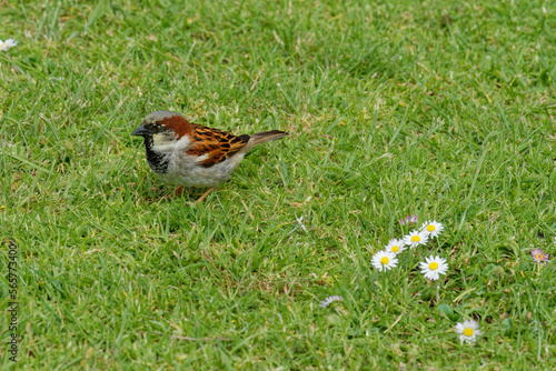 A single sparrow on green grass