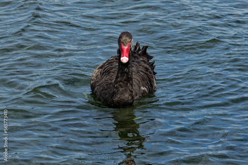 A black swan swimming on blue water on a lake