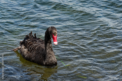 A black swan swimming on blue water on a lake