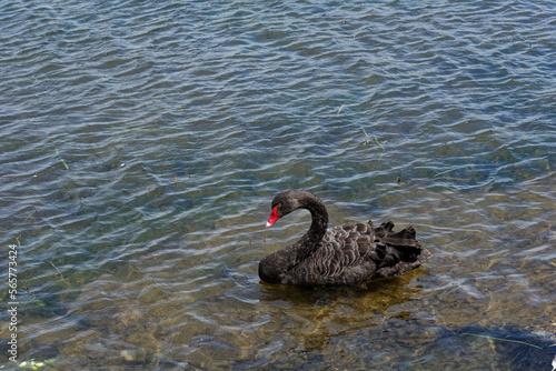 A black swan swimming on blue water on a lake