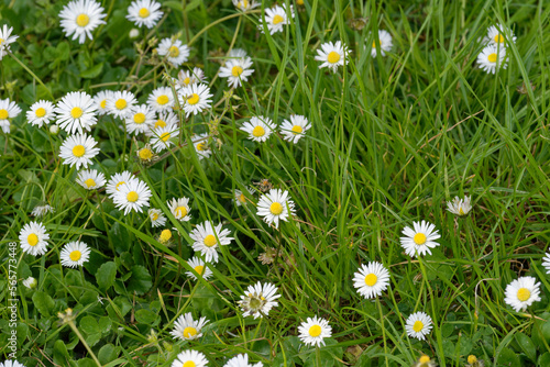 Wild chamomile flowers against a background of green