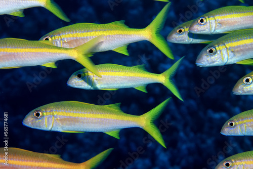 flock of fish goatfish underwater background