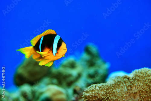 clown fish red sea  underwater reef anemone
